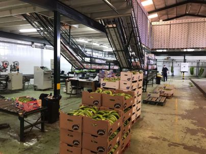 CC-PNC defiende la producción platanera de Tenerife y demanda un precio mínimo de venta frente a la competencia desleal