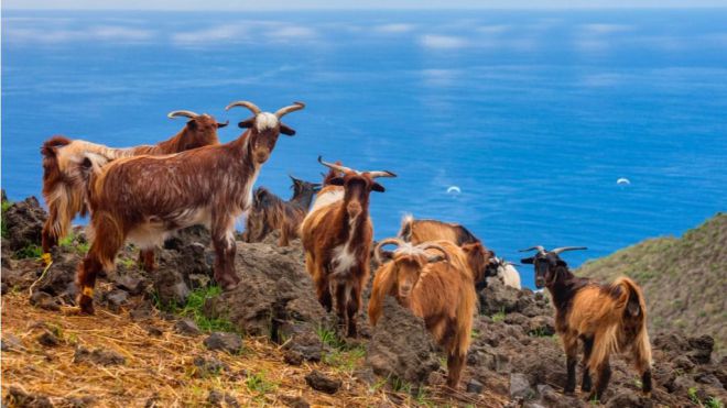 La Asociación de Criadores de Cabras Palmeras estrena perfil en Instagram