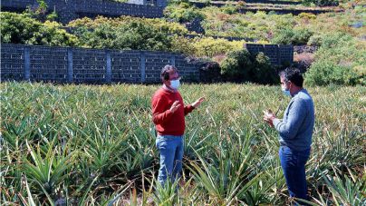 El Cabildo resalta la viabilidad del cultivo ecológico de la piña tropical en La Palma