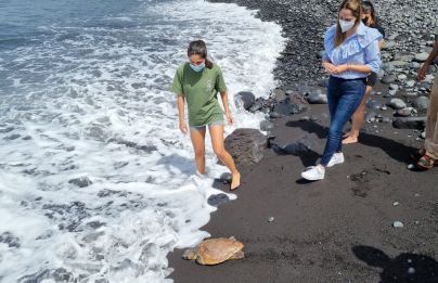 La Palma libera un ejemplar de tortuga boba rehabilitada en el Centro de Fauna Silvestre