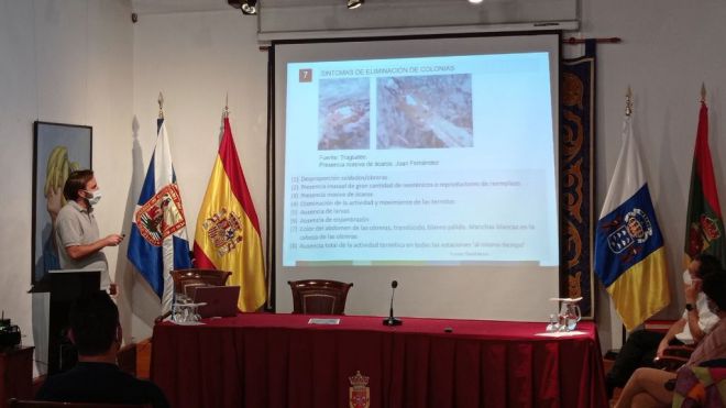 Dan por controlada la plaga de termitas en Tacoronte desde principios de siglo