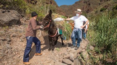 El Camino de las Bestias llegará hasta la desembocadura del Barranco de Guayadeque