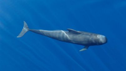 El Gobierno de Canarias impulsa la creación de un Corredor Oceánico Mundial