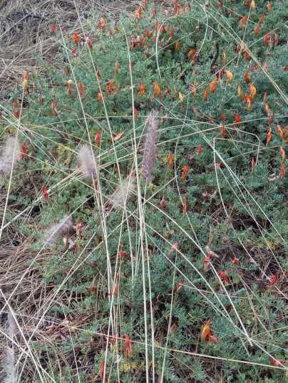Medio Ambiente denuncia un nuevo ataque contra la flora endémica y en peligro de extinción de La Palma
