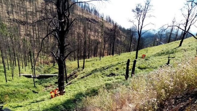 Finalizan los trabajos de restauración ambiental en la zona afectada por el incendio de Gran Canaria