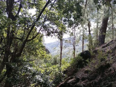 La Gomera recupera el bosque termófilo con la plantación de 20 mil ejemplares