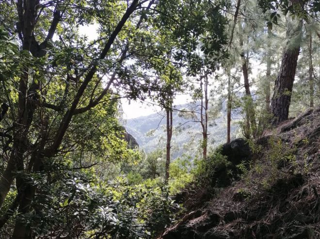 La Gomera recupera el bosque termófilo con la plantación de 20 mil ejemplares