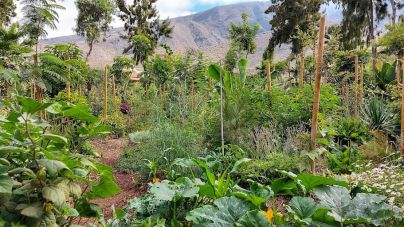 El Bosque productivo de Adeje destina parte de su producción al Banco de Alimentos municipal