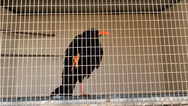 Medio Ambiente trata a las grajas halladas en mal estado e investiga las causas de esta situación