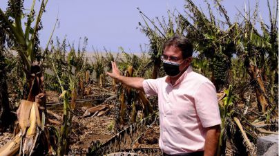 El informe por las altas temperaturas y el incendio arroja importantes daños en el agro palmero