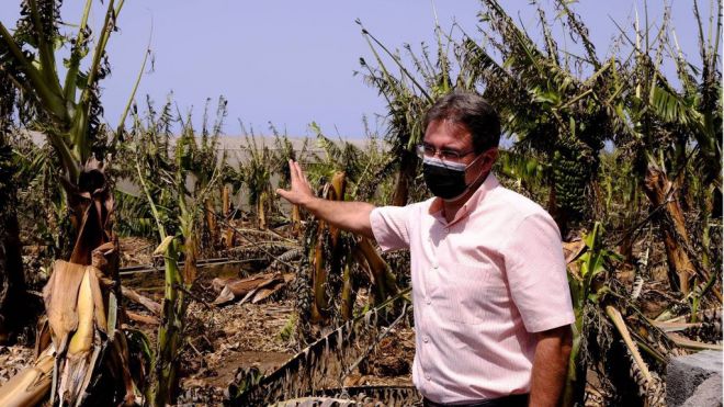 El informe por las altas temperaturas y el incendio arroja importantes daños en el agro palmero
