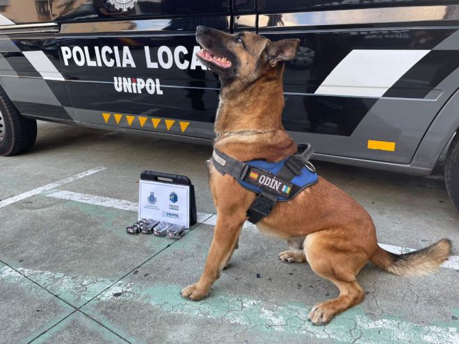 Los guías caninos realizan 80 actas por tenencia de drogas durante el mes de agosto