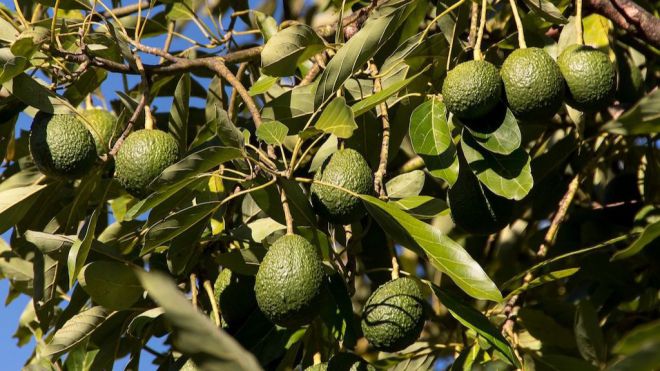 Los agricultores podrán usar fitosanitarios a base de spirotetramat 10% contra la cochinilla del aguacate