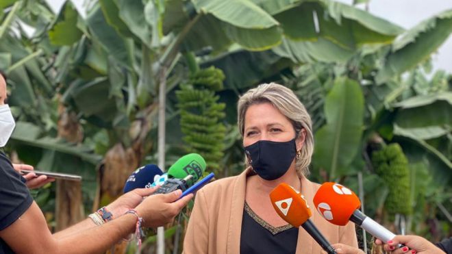 El Gobierno de Canarias garantiza las ayudas por las pérdidas en el sector agrario de La Palma