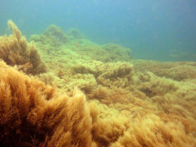 Investigan la desaparición masiva del alga parda en Gran Canaria
