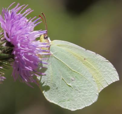 El Cabildo forma a más de 50 personas voluntarias para hacer seguimiento de mariposas
