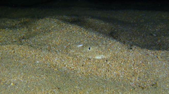 Investigación sobre el Angelote en Las Teresitas