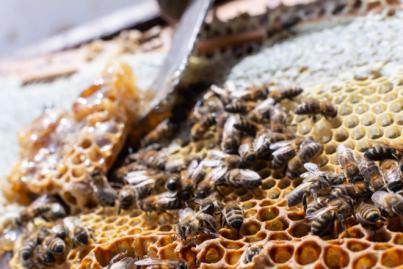 El Cabildo conciencia sobre la importancia de las abejas para proteger la biodiversidad