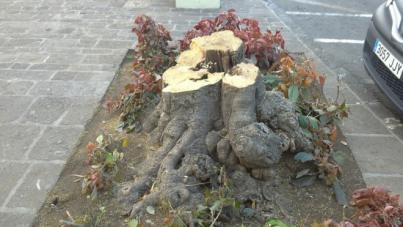 USP denuncia la tala de siete árboles de la plaza del Quiosco