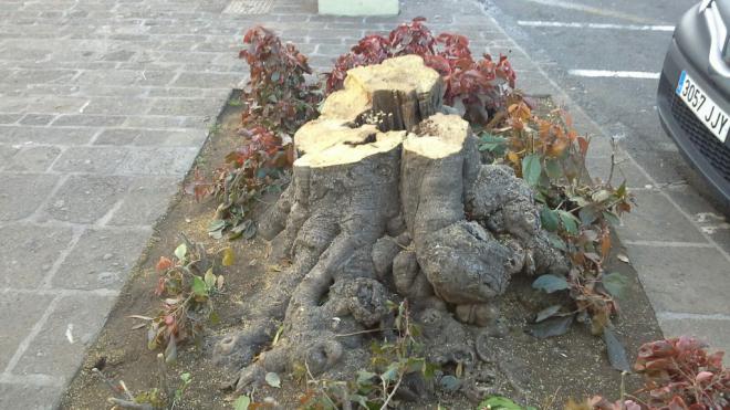 USP denuncia la tala de siete árboles de la plaza del Quiosco
