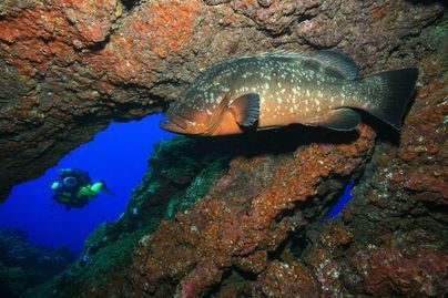 Alpidio Armas ve más cerca la declaración del Parque Nacional Marino de El Hierro