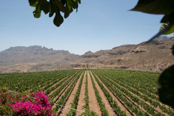Valara de la Bodega Tunte obtiene la Medalla de Plata en el Concurso Internacional Muscats du Monde