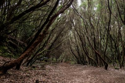 La Laguna acudirá a Fitur para posicionarse como destino gastronómico, cultural y de naturaleza