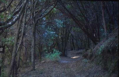 Un proyecto nacional para divulgar y conservar el Bosquete de Sanguino