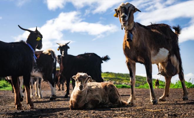 Aumenta el consumo de carne local en Tenerife y supera los dos millones de kilos