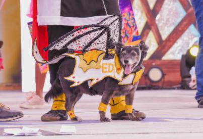 La simpática ‘Niña’ ganadora del Carnaval Canino de Maspalomas 2024