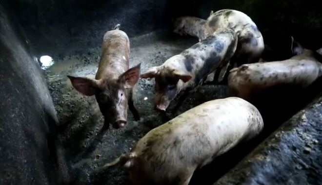 Sacrifican 3.000 cerdos en Filipinas para contener el brote de peste porcina africana