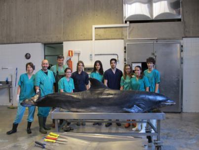 La ULPGC referencia, por primera vez, la mortalidad en delfines por biotoxinas en aguas europeas y apunta al cambio climático