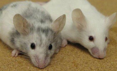 Japón aprueba permitir un experimento para crear híbridos humano-animales