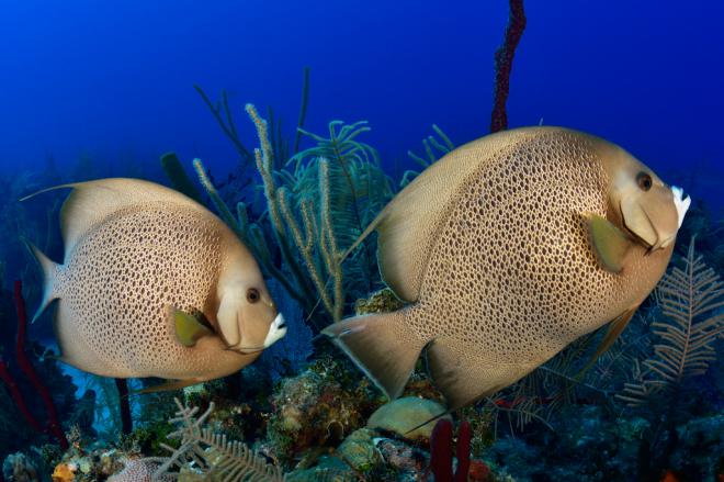 #NaturaJazz 2018 tiene ya los 12 mejores proyectos fotográficos sobre la naturaleza