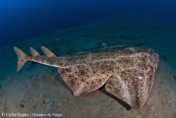 Estudio sobre la ecología del Angelote, uno de los tiburones más amenazados de Europa