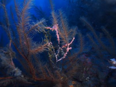 Transición Ecológica estudia el estado de conservación y diversidad de los corales de Canarias