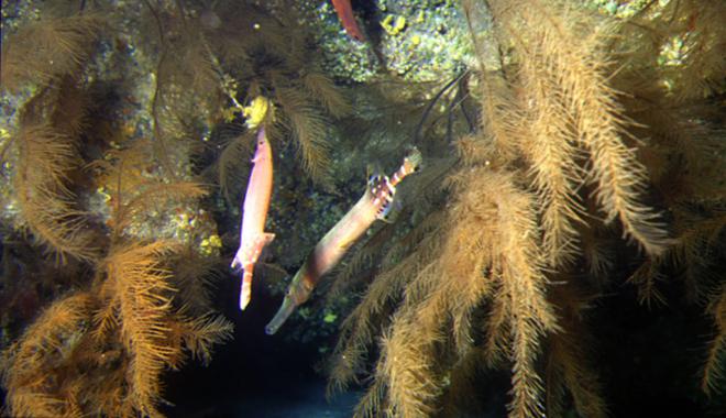 La ACBC pide que el Mar de las Calmas sea declarado Parque Nacional Marino