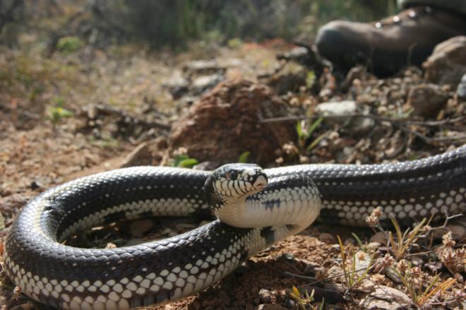Finaliza el período de emergencia de la culebra real de California con 2.289 ejemplares capturados