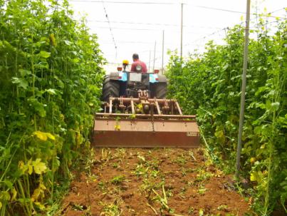 El Cabildo concede ayudas a 61 agricultores y agricultoras para la rotación de cultivos