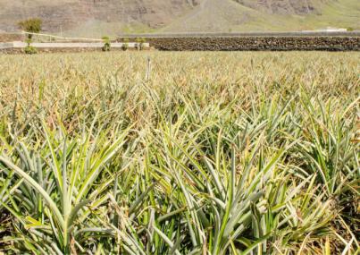 Gobierno de Canarias forma a los productores de piña tropical sobre tecnologías de cultivo