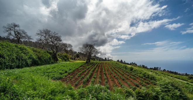 Tenerife incrementa su superficie cultivada en más de 1.100 hectáreas y supera las 18.700