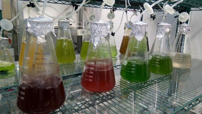La ULPGC estudia aplicaciones de ciertas microalgas para su uso en alimentos y piensos