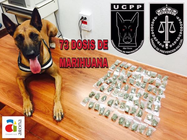 La Policía Local de Arona se incauta de 73 dosis de marihuana enterradas en jardineras y dispuestas para la venta
