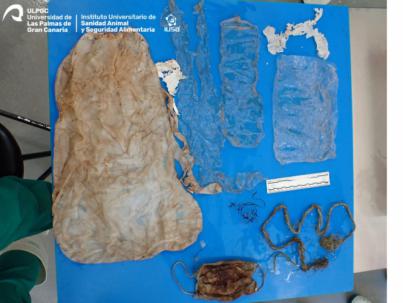 Encuentran una mascarilla y otros plásticos en el interior de un delfín que varó en Tenerife
