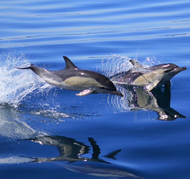La posición de los delfines en la cadena trófica ha cambiado en los últimos años a causa de la escasez de sus presas habituales