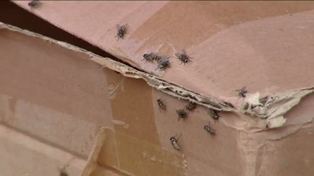 Expediente informativo al detectar un posible foco de las moscas en Melenara y Salinetas