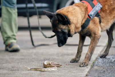 #STOPCULEBRAREAL incorpora una unidad canina a la lucha contra especies exóticas invasoras