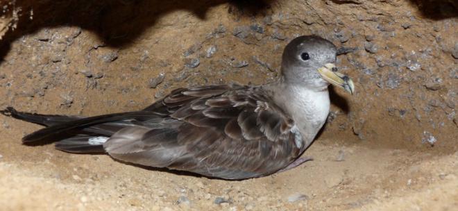 El Ayuntamiento invita a sus vecinos a apagar las luces exteriores para ayudar a salvar pardelas en su primer vuelo