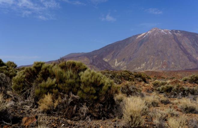 Los conejos en el Teide murieron por el virus de la enfermedad hemorrágica