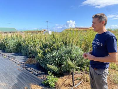 Agricultura estudia las propiedades de varias especies de tajinaste como forraje para ganado autóctono